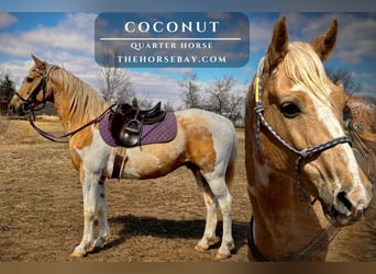 Caballo cuarto de milla, Caballo castrado, 5 años, 150 cm, Palomino