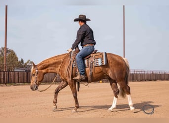 Caballo cuarto de milla, Caballo castrado, 5 años, 150 cm, Palomino