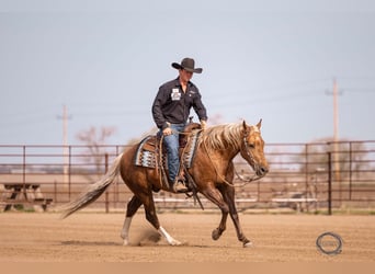Caballo cuarto de milla, Caballo castrado, 5 años, 150 cm, Palomino