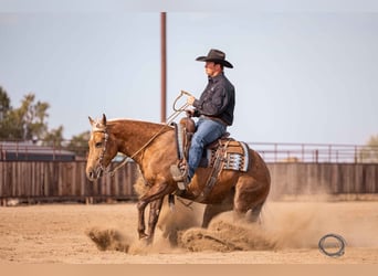 Caballo cuarto de milla, Caballo castrado, 5 años, 150 cm, Palomino