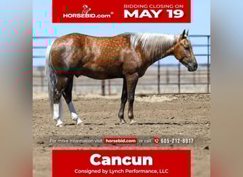 Caballo cuarto de milla, Caballo castrado, 5 años, 150 cm, Palomino