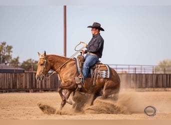 Caballo cuarto de milla, Caballo castrado, 5 años, 150 cm, Palomino