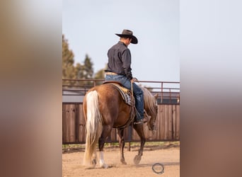Caballo cuarto de milla, Caballo castrado, 5 años, 150 cm, Palomino