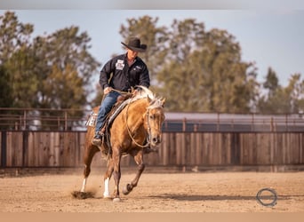 Caballo cuarto de milla, Caballo castrado, 5 años, 150 cm, Palomino