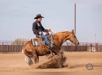 Caballo cuarto de milla, Caballo castrado, 5 años, 150 cm, Palomino