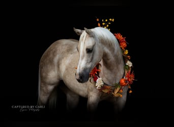 Caballo cuarto de milla, Caballo castrado, 5 años, 150 cm, Palomino