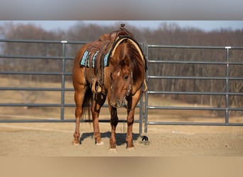 Caballo cuarto de milla, Caballo castrado, 5 años, 150 cm, Red Dun/Cervuno