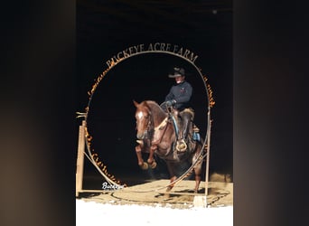 Caballo cuarto de milla, Caballo castrado, 5 años, 150 cm, Ruano alazán