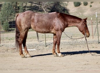 Caballo cuarto de milla, Caballo castrado, 5 años, 150 cm, Ruano alazán