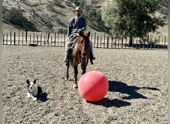 Caballo cuarto de milla, Caballo castrado, 5 años, 150 cm, Ruano alazán