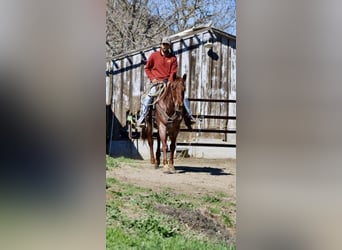 Caballo cuarto de milla, Caballo castrado, 5 años, 150 cm, Ruano alazán