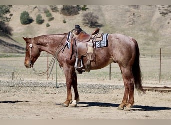 Caballo cuarto de milla, Caballo castrado, 5 años, 150 cm, Ruano alazán