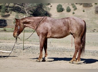 Caballo cuarto de milla, Caballo castrado, 5 años, 150 cm, Ruano alazán