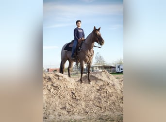 Caballo cuarto de milla, Caballo castrado, 5 años, 150 cm, Ruano alazán