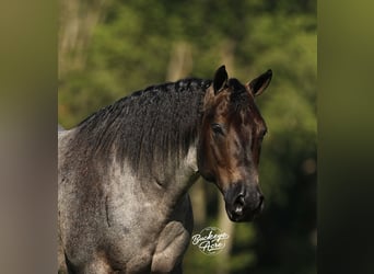 Caballo cuarto de milla, Caballo castrado, 5 años, 150 cm, Ruano azulado
