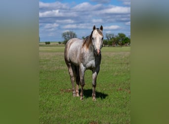 Caballo cuarto de milla, Caballo castrado, 5 años, 150 cm, Tordo