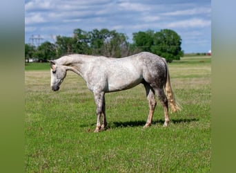 Caballo cuarto de milla, Caballo castrado, 5 años, 150 cm, Tordo