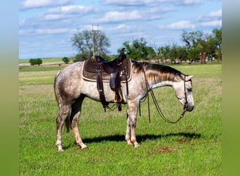 Caballo cuarto de milla, Caballo castrado, 5 años, 150 cm, Tordo