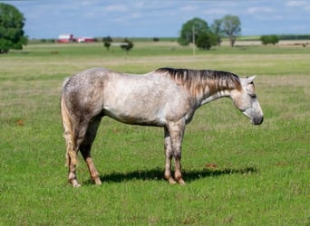 Caballo cuarto de milla, Caballo castrado, 5 años, 150 cm, Tordo