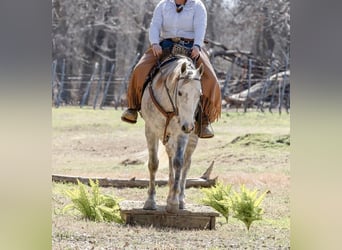 Caballo cuarto de milla, Caballo castrado, 5 años, 150 cm, Tordo