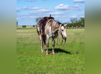 Caballo cuarto de milla, Caballo castrado, 5 años, 150 cm, Tordo