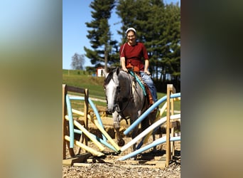 Caballo cuarto de milla, Caballo castrado, 5 años, 150 cm, Tordo rodado