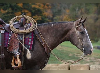 Caballo cuarto de milla, Caballo castrado, 5 años, 150 cm, Tordo rodado