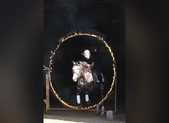 Caballo cuarto de milla, Caballo castrado, 5 años, 150 cm, Tordo rodado