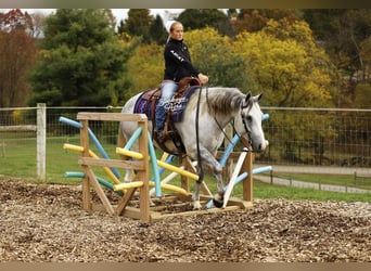 Caballo cuarto de milla, Caballo castrado, 5 años, 150 cm, Tordo rodado