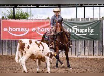 Caballo cuarto de milla, Caballo castrado, 5 años, 151 cm, Castaño