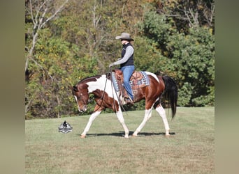 Caballo cuarto de milla, Caballo castrado, 5 años, 151 cm, Tobiano-todas las-capas