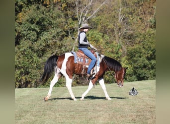 Caballo cuarto de milla, Caballo castrado, 5 años, 151 cm, Tobiano-todas las-capas