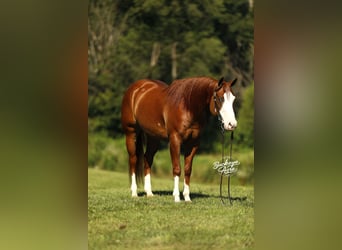 Caballo cuarto de milla, Caballo castrado, 5 años, 152 cm, Alazán rojizo