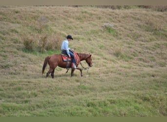 Caballo cuarto de milla, Caballo castrado, 5 años, 152 cm, Alazán rojizo