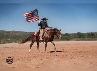 Caballo cuarto de milla, Caballo castrado, 5 años, 152 cm, Alazán-tostado