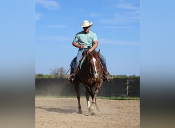 Caballo cuarto de milla, Caballo castrado, 5 años, 152 cm, Alazán-tostado