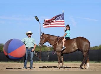 Caballo cuarto de milla, Caballo castrado, 5 años, 152 cm, Alazán-tostado