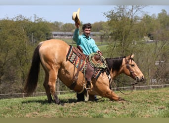 Caballo cuarto de milla, Caballo castrado, 5 años, 152 cm, Buckskin/Bayo