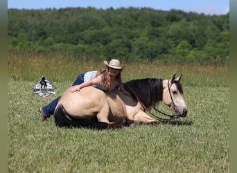 Caballo cuarto de milla, Caballo castrado, 5 años, 152 cm, Buckskin/Bayo