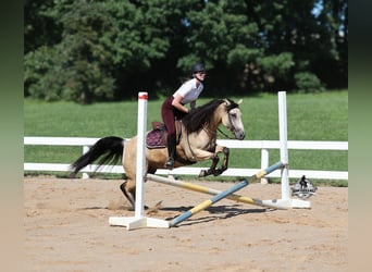 Caballo cuarto de milla, Caballo castrado, 5 años, 152 cm, Buckskin/Bayo