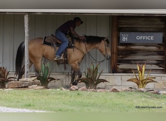 Caballo cuarto de milla, Caballo castrado, 5 años, 152 cm, Buckskin/Bayo