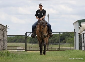 Caballo cuarto de milla, Caballo castrado, 5 años, 152 cm, Buckskin/Bayo