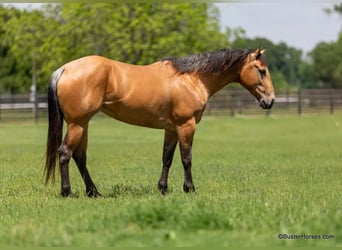 Caballo cuarto de milla, Caballo castrado, 5 años, 152 cm, Buckskin/Bayo