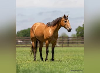 Caballo cuarto de milla, Caballo castrado, 5 años, 152 cm, Buckskin/Bayo