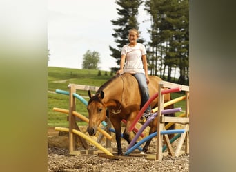 Caballo cuarto de milla, Caballo castrado, 5 años, 152 cm, Buckskin/Bayo