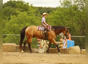 Caballo cuarto de milla, Caballo castrado, 5 años, 152 cm, Buckskin/Bayo
