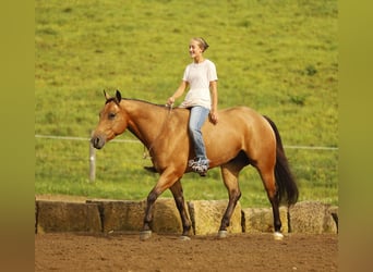 Caballo cuarto de milla, Caballo castrado, 5 años, 152 cm, Buckskin/Bayo
