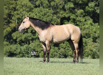 Caballo cuarto de milla, Caballo castrado, 5 años, 152 cm, Buckskin/Bayo