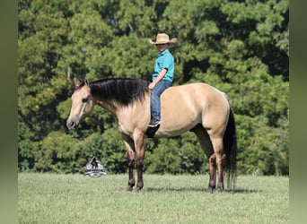 Caballo cuarto de milla, Caballo castrado, 5 años, 152 cm, Buckskin/Bayo