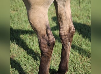 Caballo cuarto de milla, Caballo castrado, 5 años, 152 cm, Buckskin/Bayo